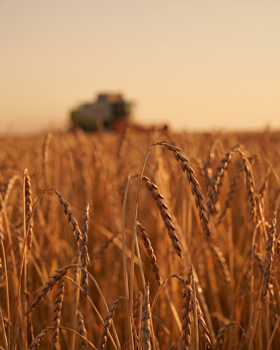 Grains et �pis de grand �peautre non hybrid�